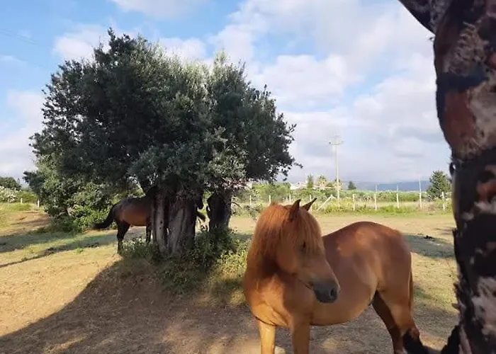 Brazzano Pensionat Scalea